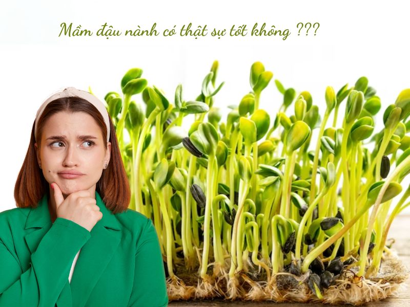 Mầm đậu nành có tác dụng gì: Khám phá lợi ích toàn diện cho sức khỏe Mầm đậu nành có tác dụng gì