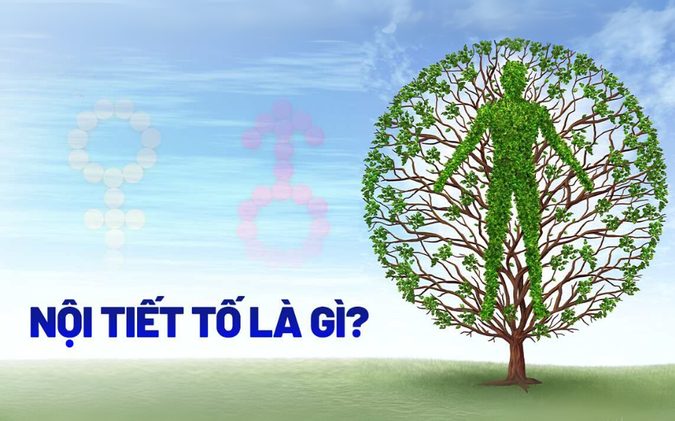 Nội Tiết Tố