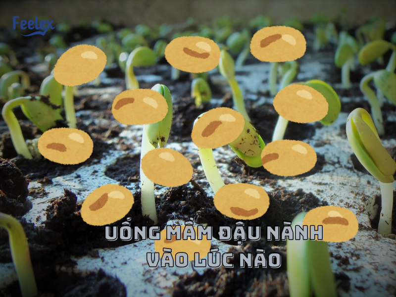 Uống Mầm Đậu Nành Vào Lúc Nào