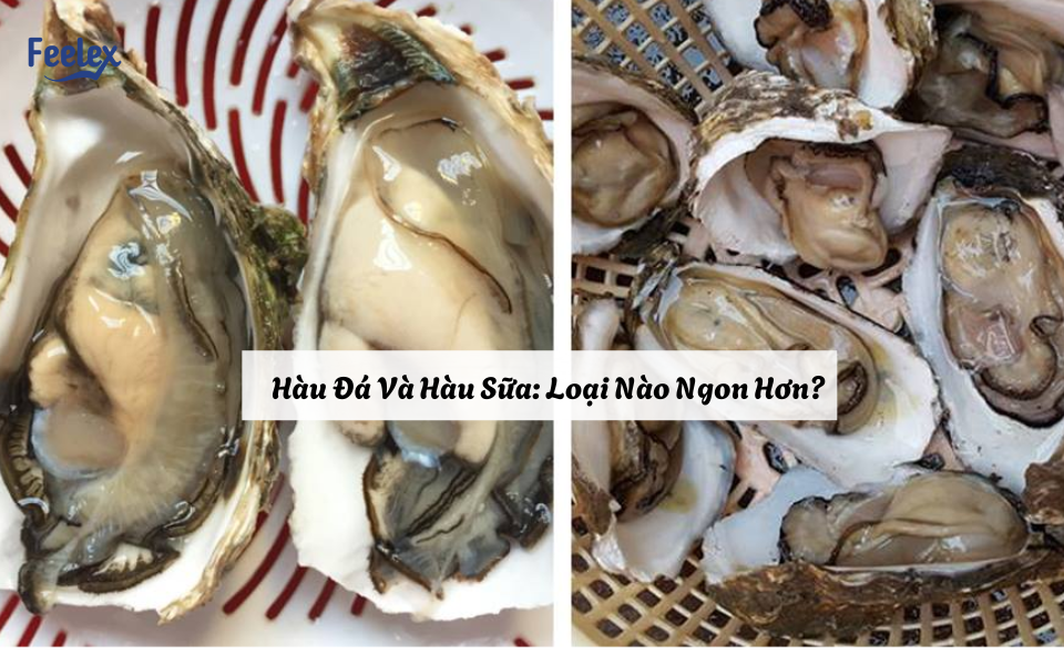 Hàu Đá Và Hàu Sữa