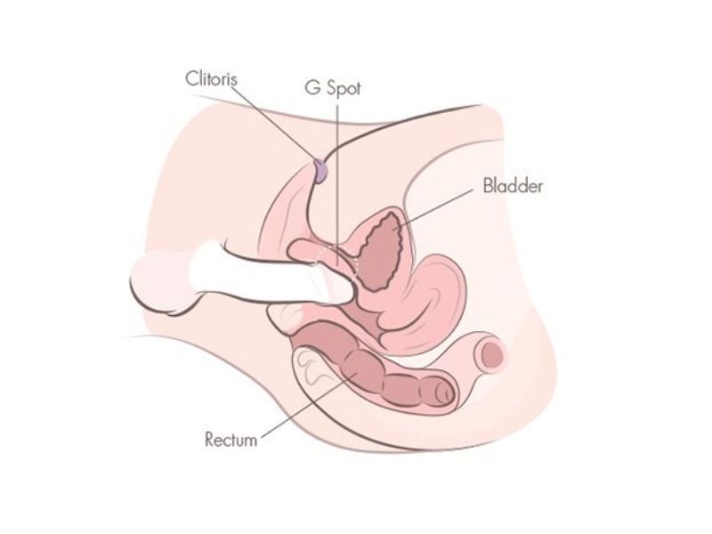 9 cách kích thích âm vật tăng khoái cảm hiệu quả cho nữ giới Cấu tạo của âm vật