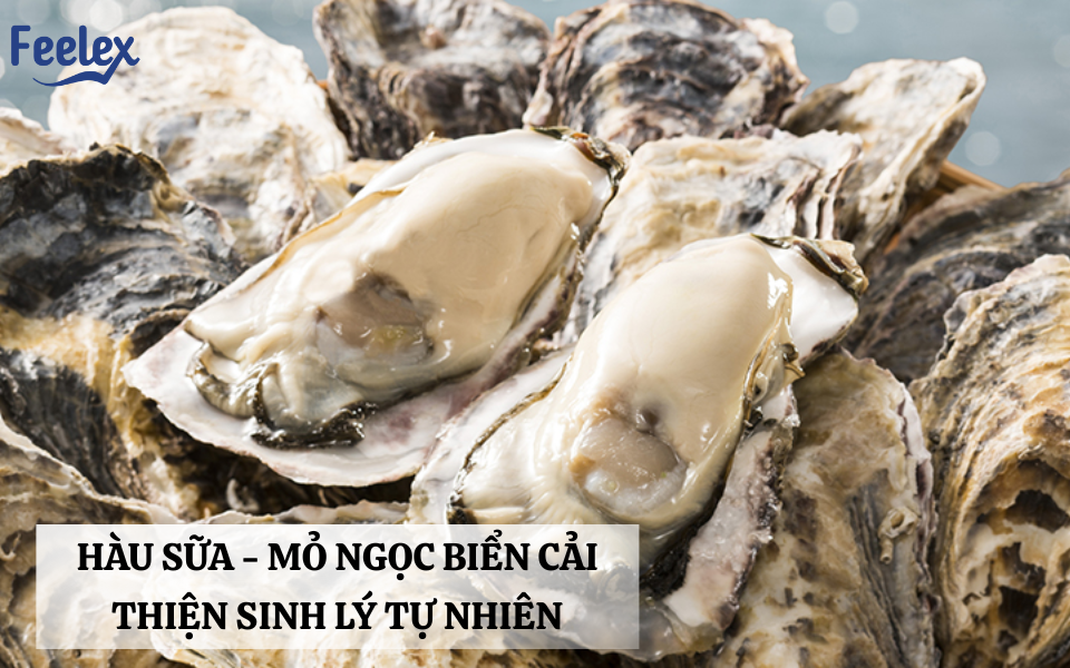 hàu sữa